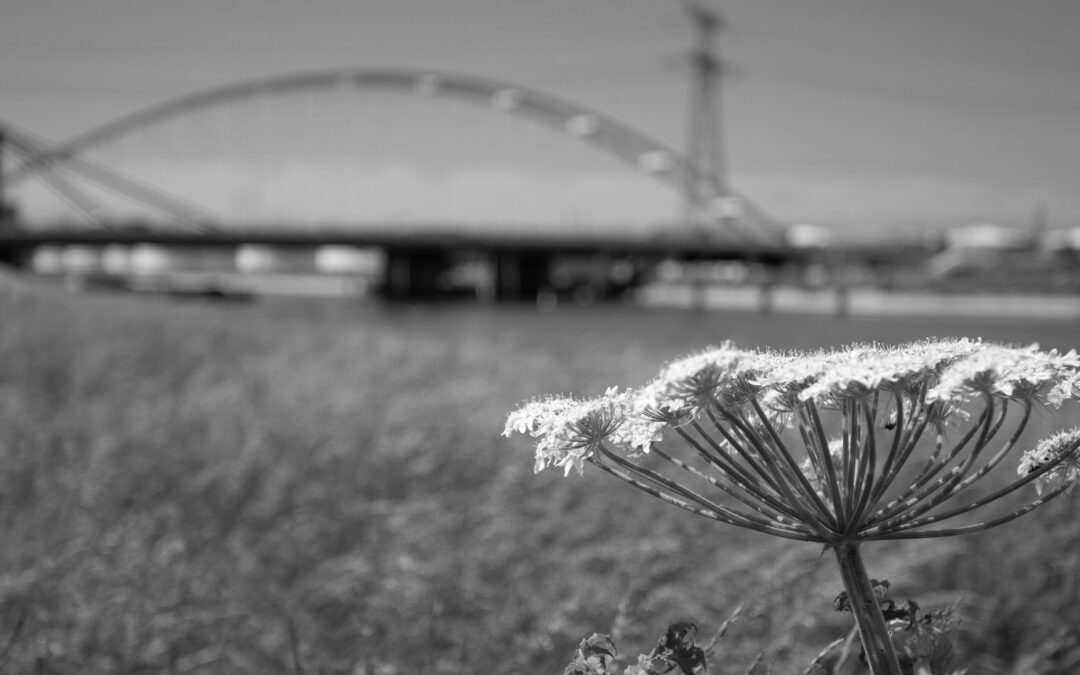 Rijkswaterstaat selecteert Movares, KplusV en Alba Concepts voor de transitie naar een circulaire GWW sector